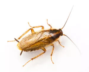 The Best Roach Control for Homes